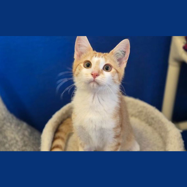 Photo of Little Tom