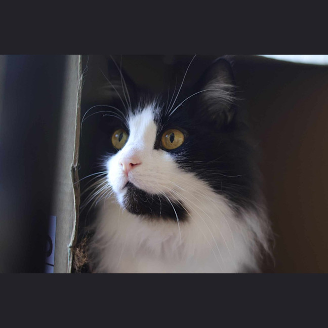 Photo of Chase Brushtail