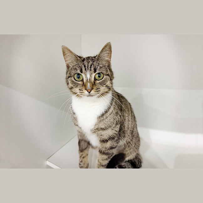 Photo of Meringue