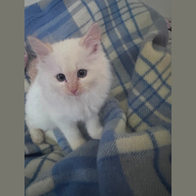 Photo of Merlot