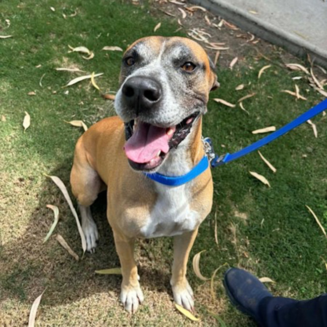 Photo of Duke *$250 Adoption Fee*
