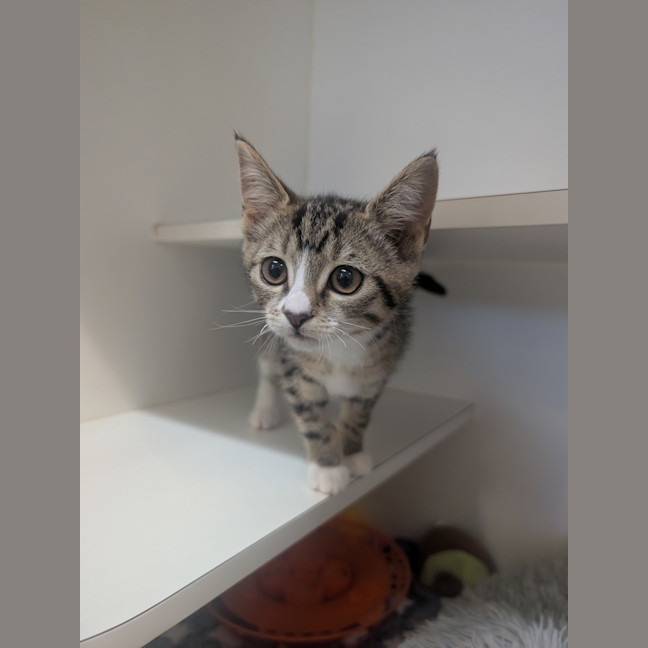 Photo of Echidna (Now Daisy)