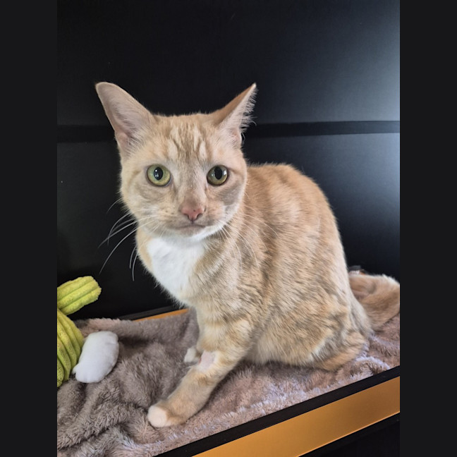 Photo of Hula