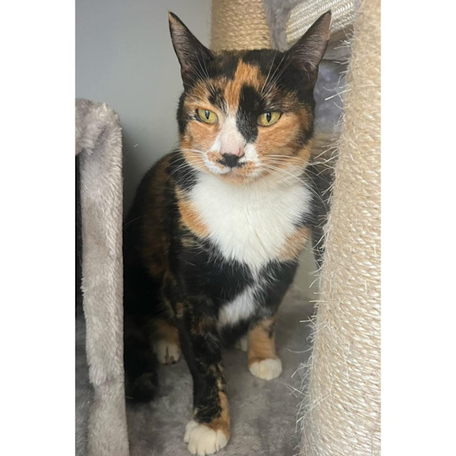 Photo of 12168   Mango