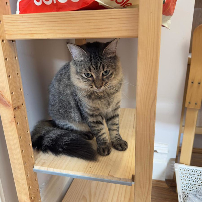 Photo of Spicy (Felice) 
