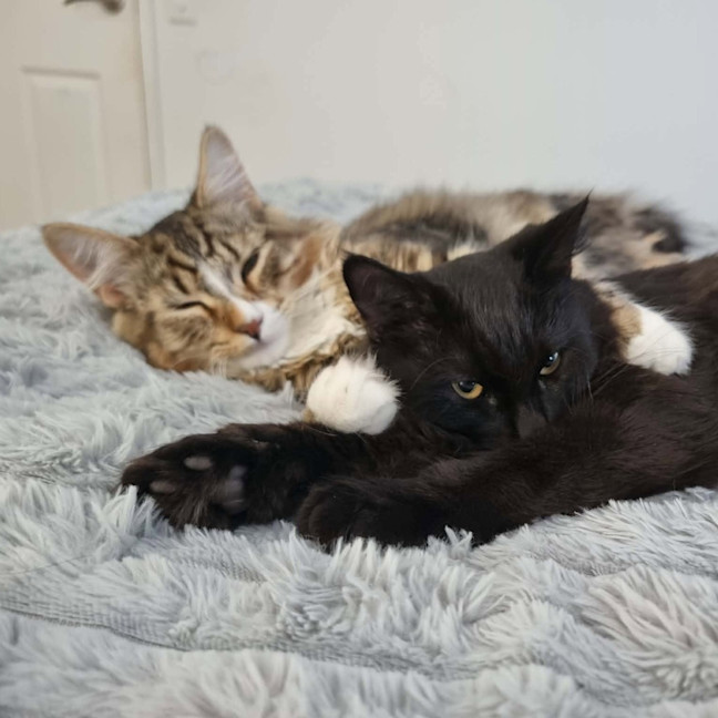 Photo of Michael / Rocky (Was Jasper)