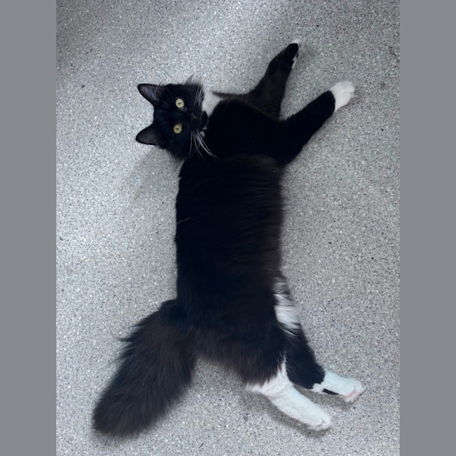 Photo of Lola