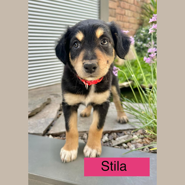 Photo of The Calandras Litter