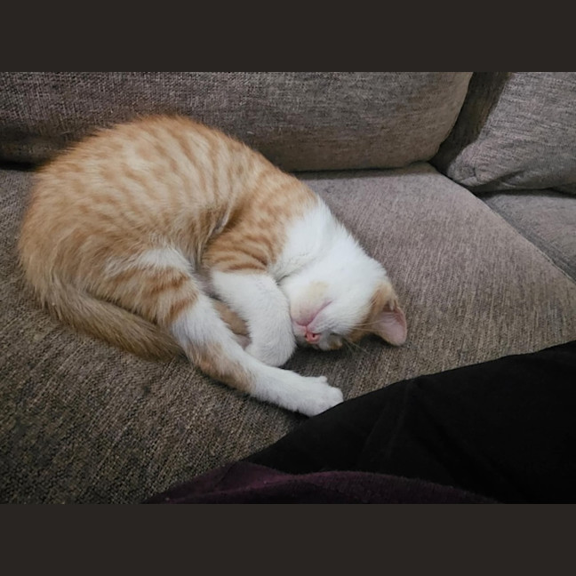 Photo of Arthur *9 Lives Project Rescue*