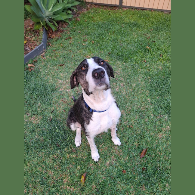 Photo of Murphy *$350 Adoption Fee*