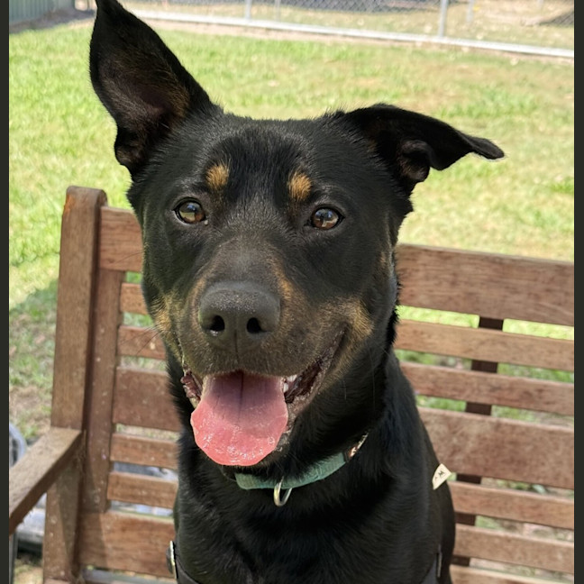 Photo of Buddy