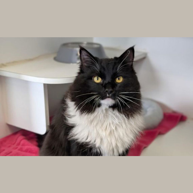 Photo of Mochi