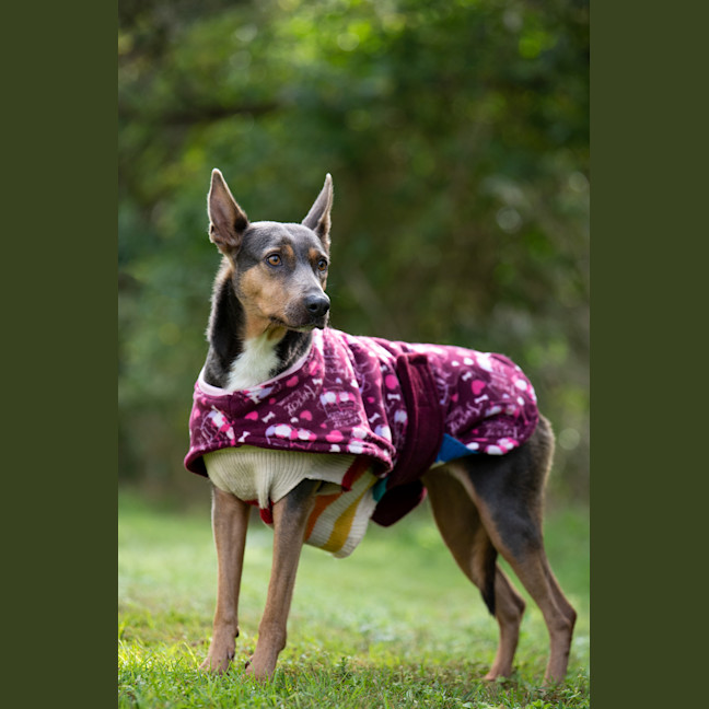 Photo of Daisy