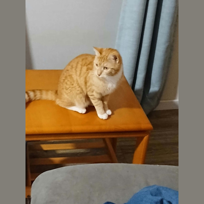 Photo of Clementine 