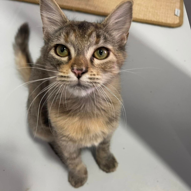 Photo of Piper