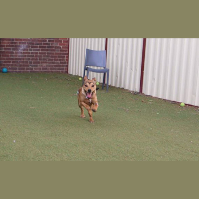 Photo of Scooby Doo