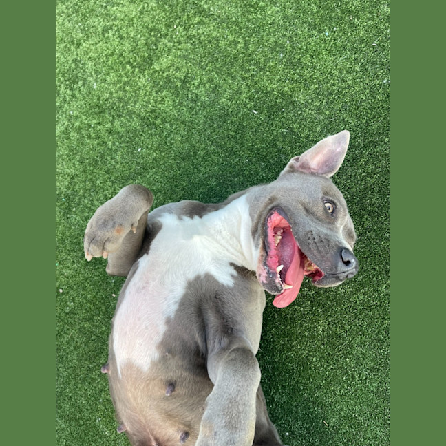 Photo of Zena Imp 1167