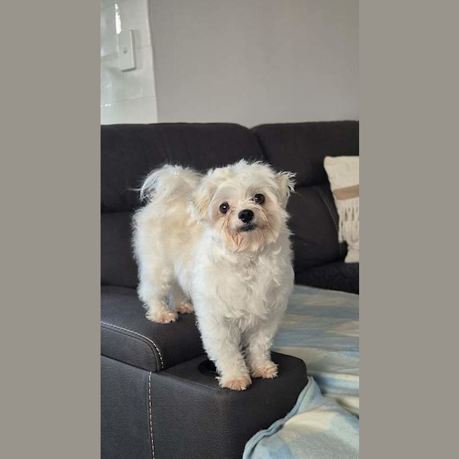 Photo of Bickie