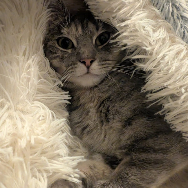 Photo of Luna