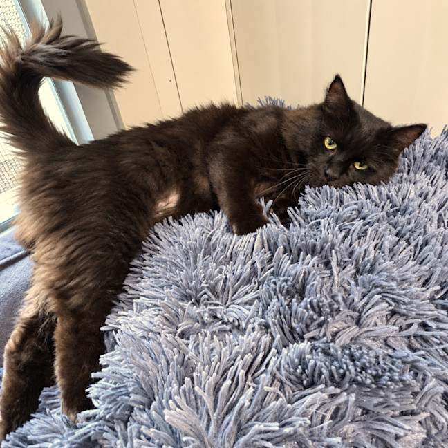 Photo of Nyx