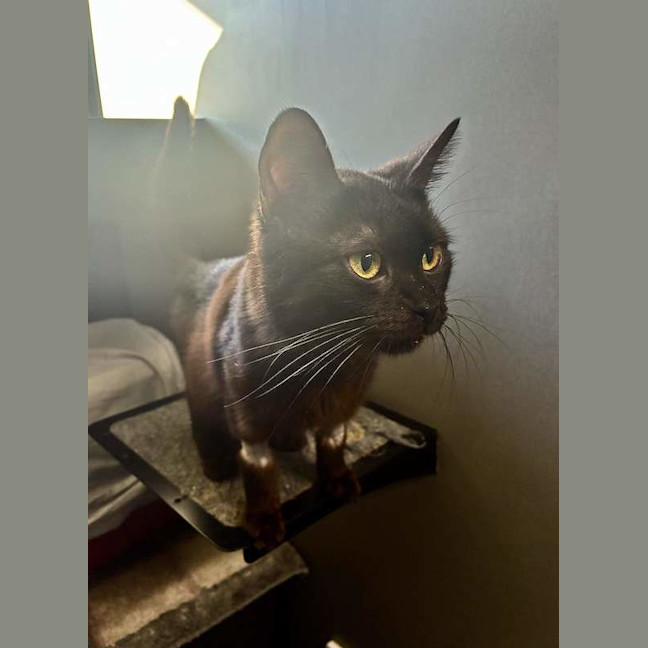 Photo of Cypress