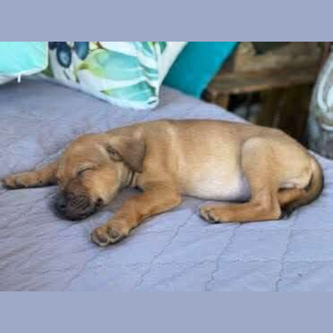 Photo of Bodhi