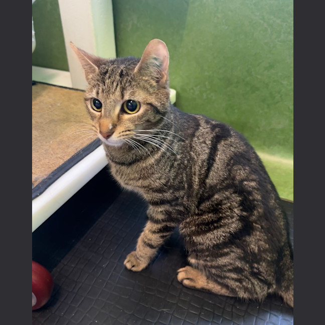 Photo of Chestnut