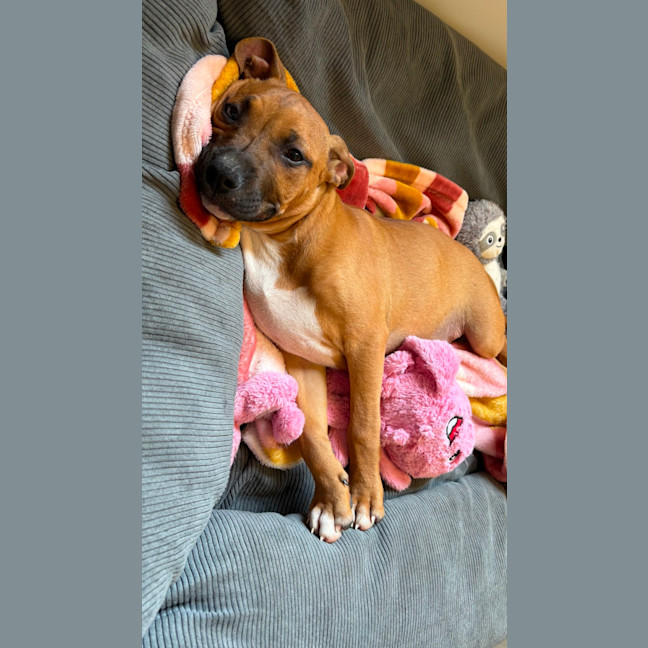 Photo of Kiwi