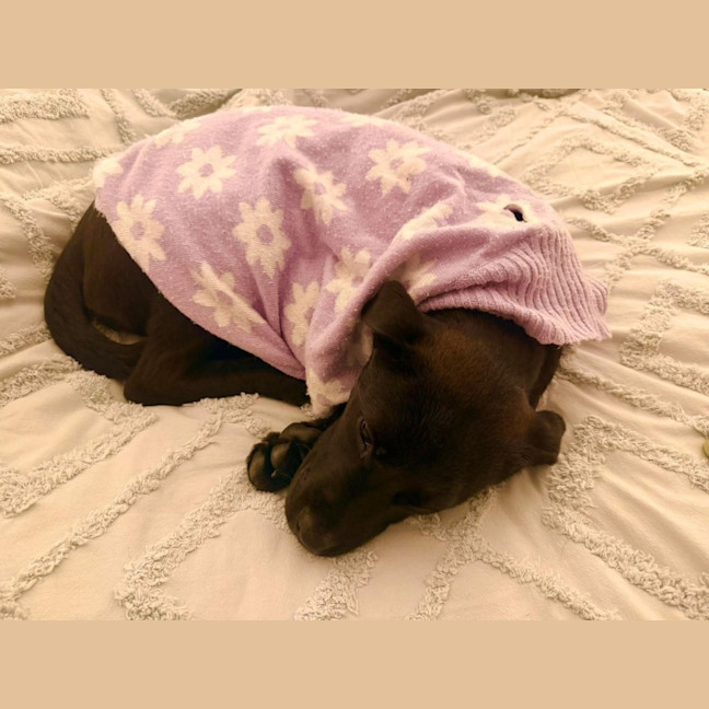 Photo of Bindi