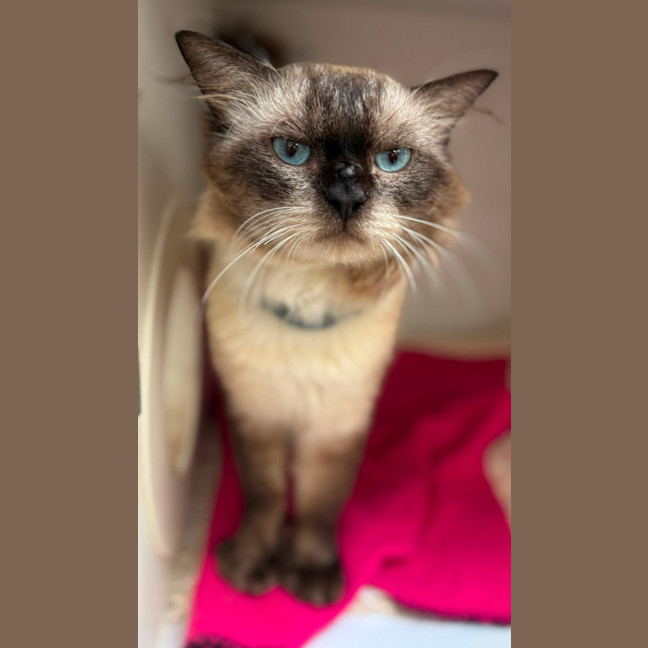 Photo of Ronan (9025)