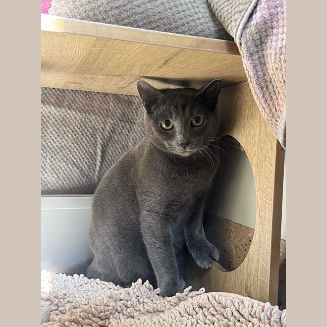 Photo of Smokey
