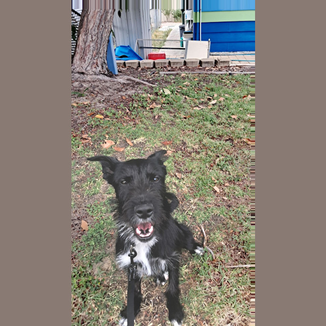 Photo of Smiffy