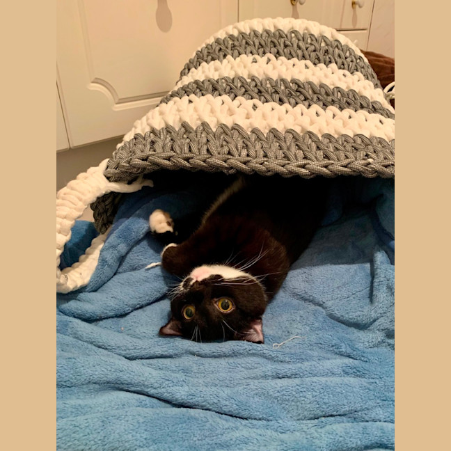 Photo of Oreo And Panda 