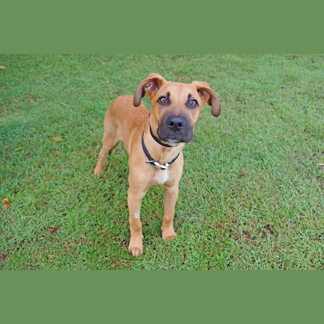 Photo of Pumpkin
