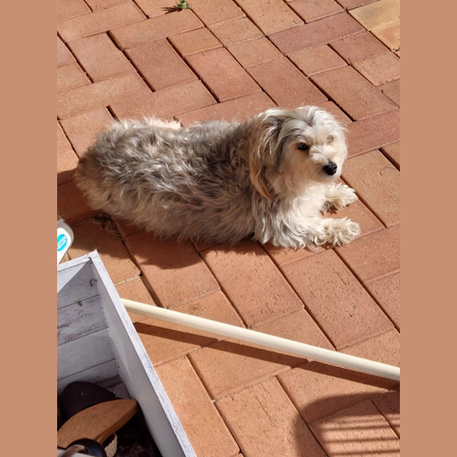 Photo of Indie 