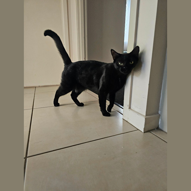 Photo of Chloe 🐈‍⬛💛🐾