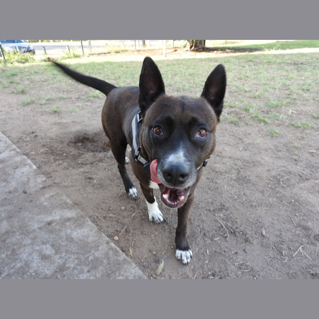 Photo of Piper