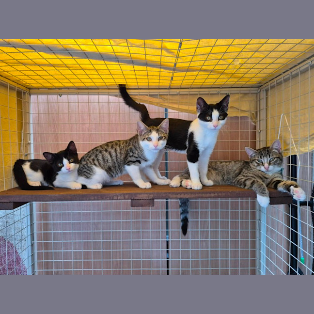 Photo of Penny ** 2nd Chance Cat Rescue **