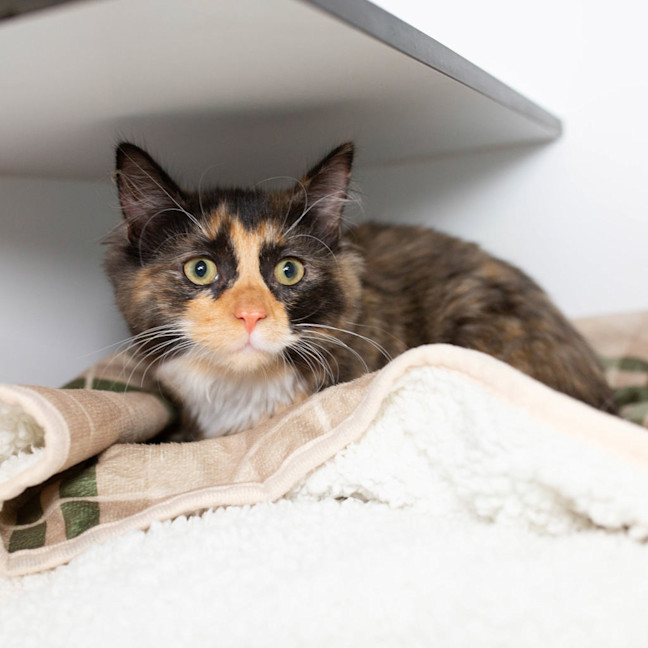 Photo of Padme