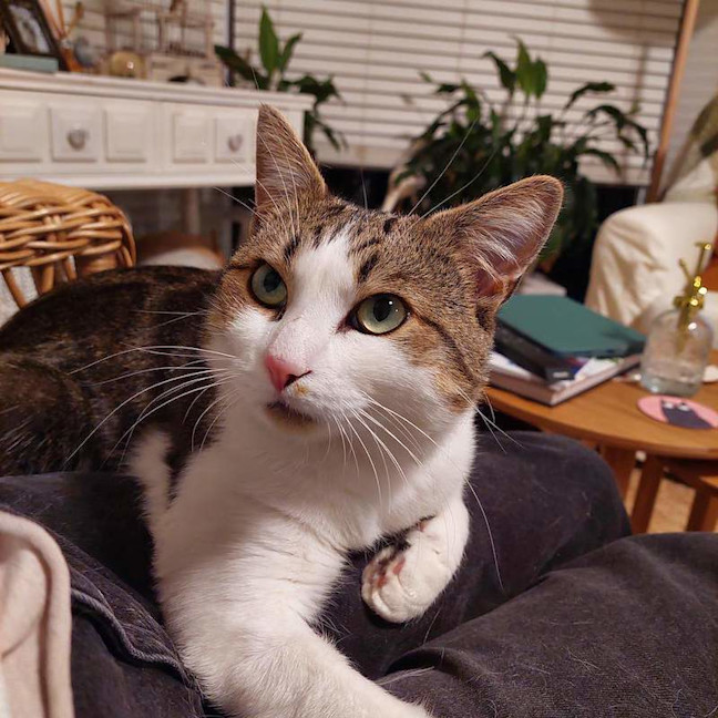 Photo of Bub