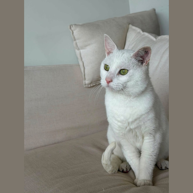 Photo of Puffin