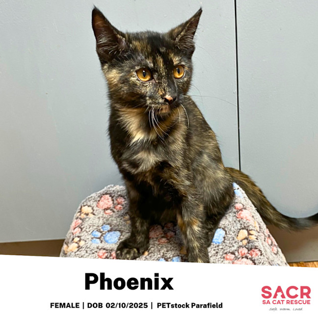 Photo of Phoenix