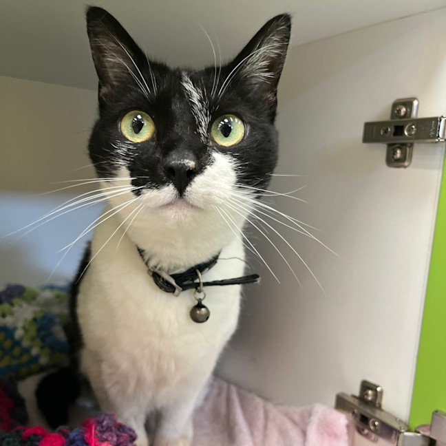 Photo of Petal Sharpe