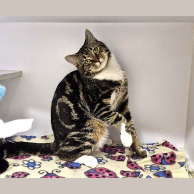 Photo of Fergus