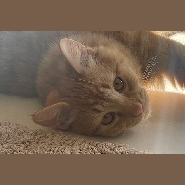 Photo of Simba (Fostered In Perth)