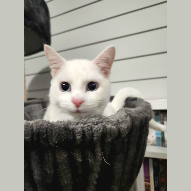 Photo of Kimba