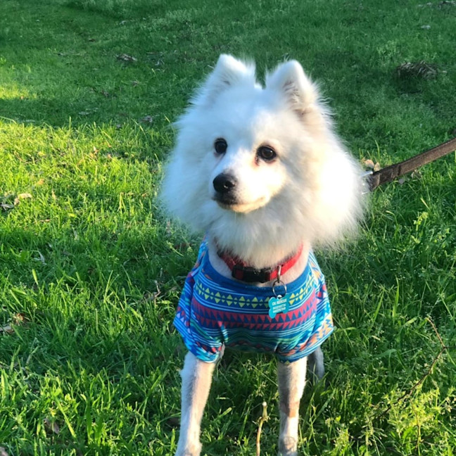 Photo of Piper