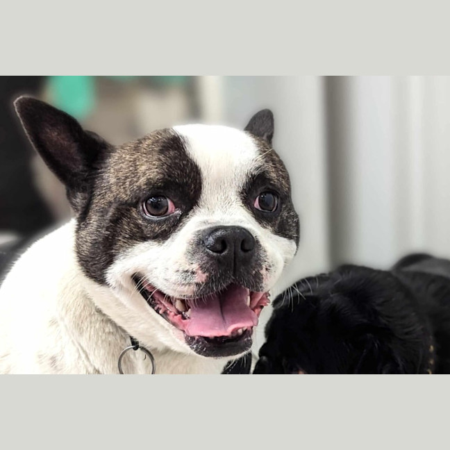 Photo of Champ