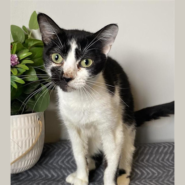 Photo of Magpie