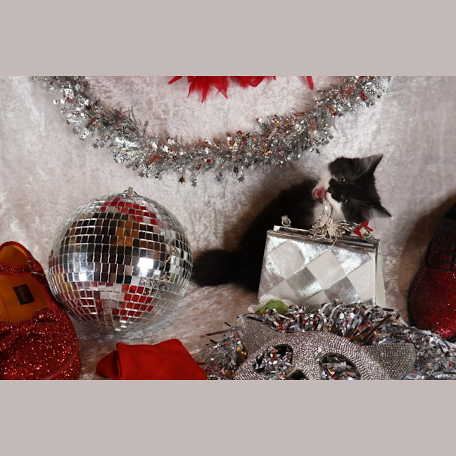 Photo of Jitterbug